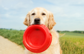 Picture for category Dog Food